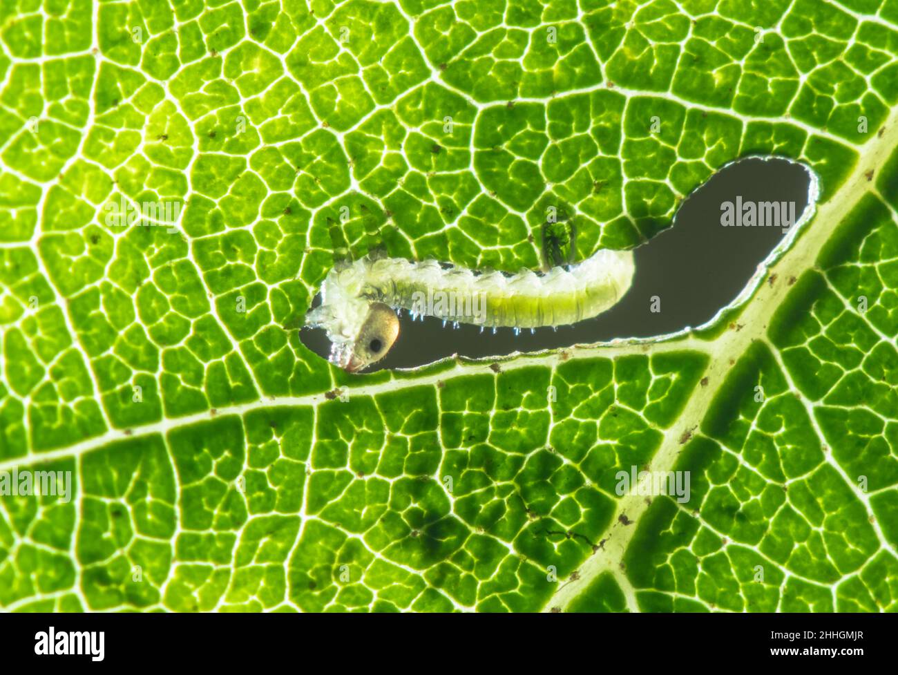 Contre Jour Sawfly Larva feeding on Birch Leaf leaving characteristic hockey stick hole (Hemichroa australis), Tenthredinidae Nematinae. Sussex Stock Photo