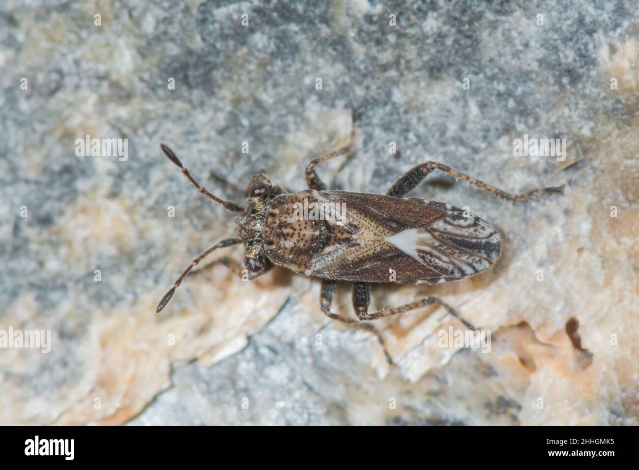 Scarce Ground Bug (Henestaris laticeps) Buck's-horn Plantain, Lygaeidae. Sussex UK Stock Photo