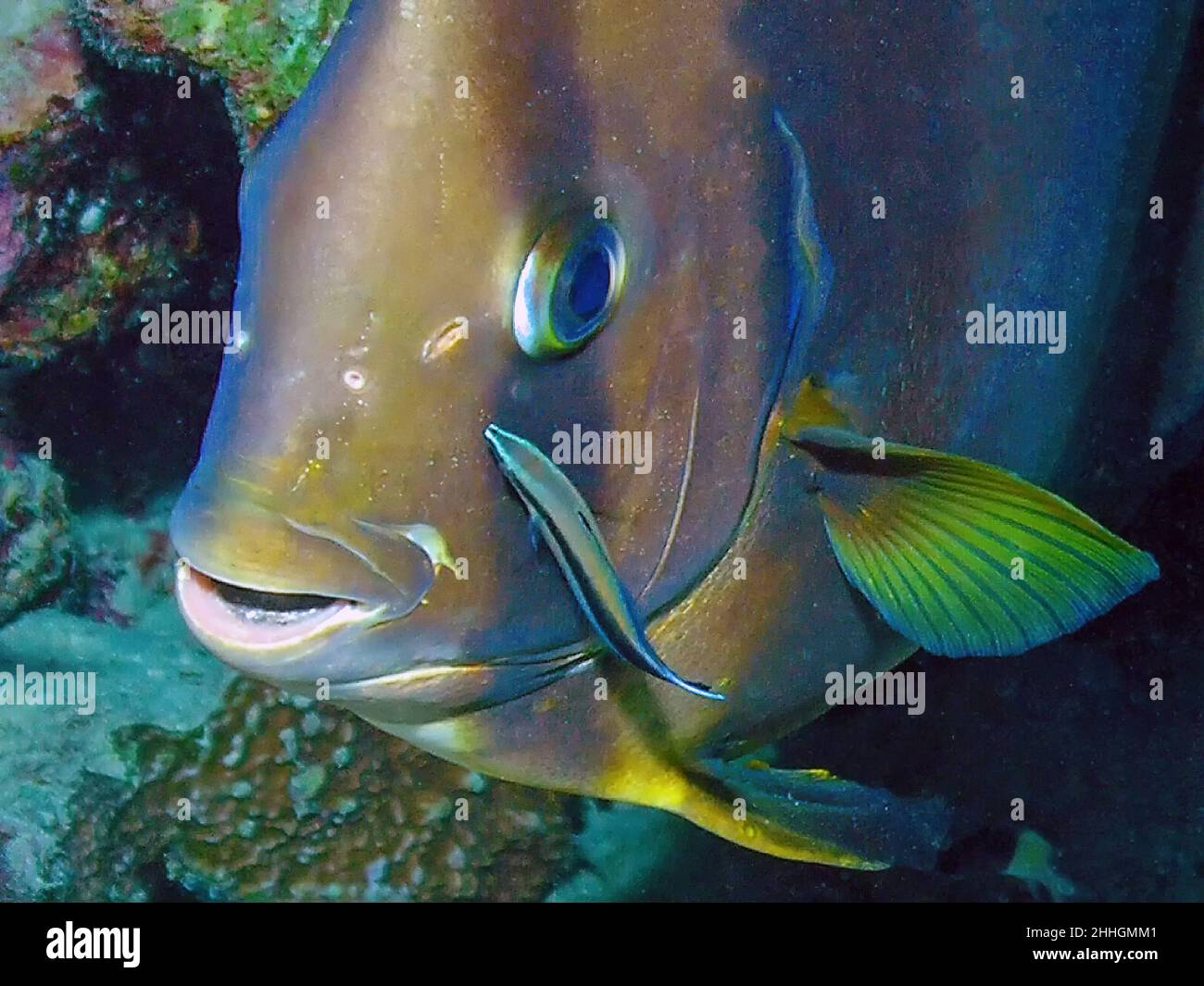 Roundfin Fish Circular Batfish (Platax orbicularis) in the Red Sea Stock Photo - Alamy