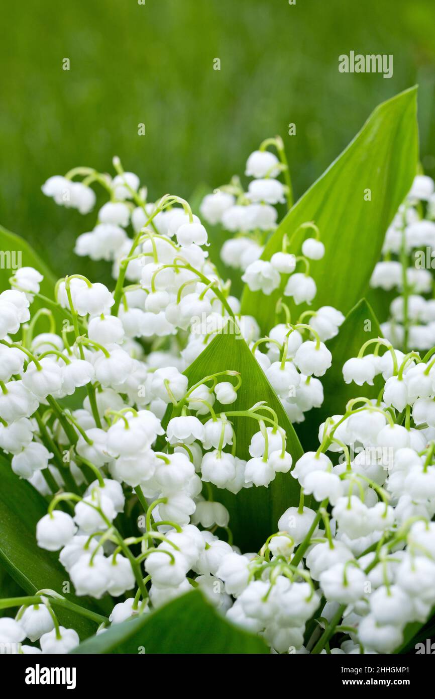 Lilly of the valley garden hi-res stock photography and images - Alamy