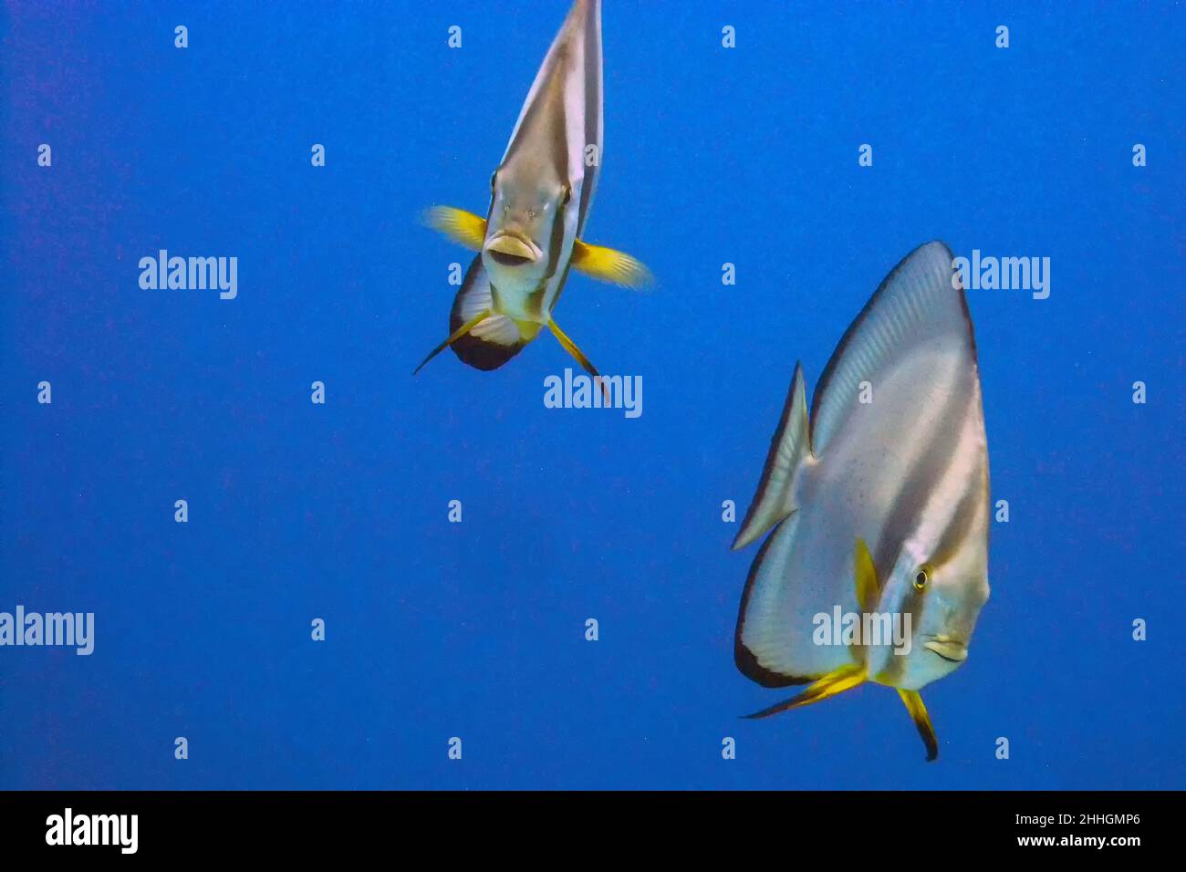 Roundfin Fish Circular Batfish (Platax orbicularis) in the Red Sea Stock Photo - Alamy
