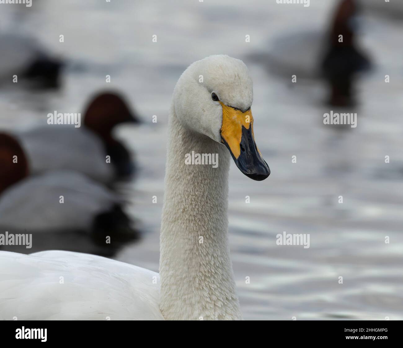 Whooper Swan Portrait Stock Photo
