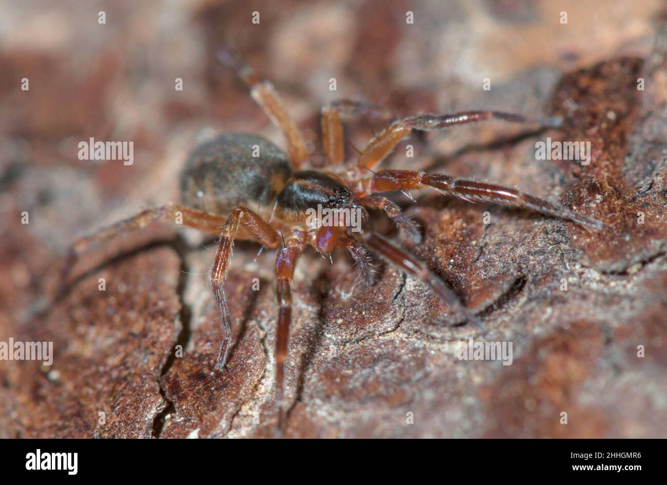 Scarce Sac Spider (Scotina celans), Liocranidae. Sussex, UK Stock Photo