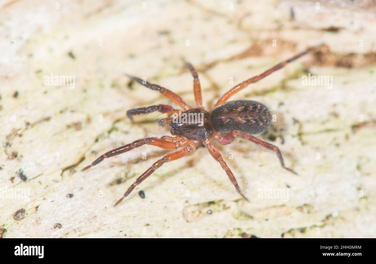 Scarce Sac Spider (Scotina gracilipes), Liocranidae. Sussex, UK Stock Photo