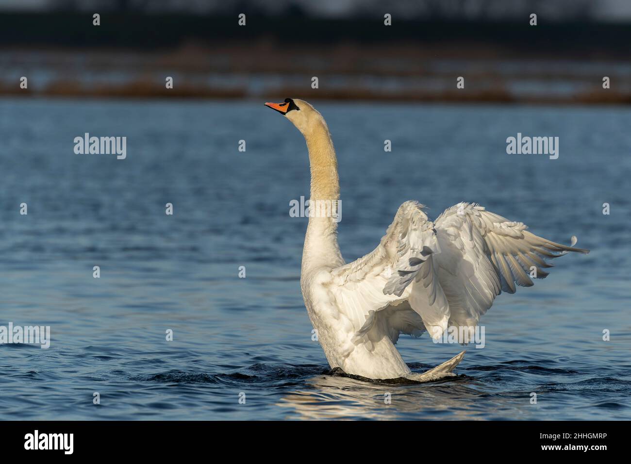 Busking mute swan in water Stock Photo