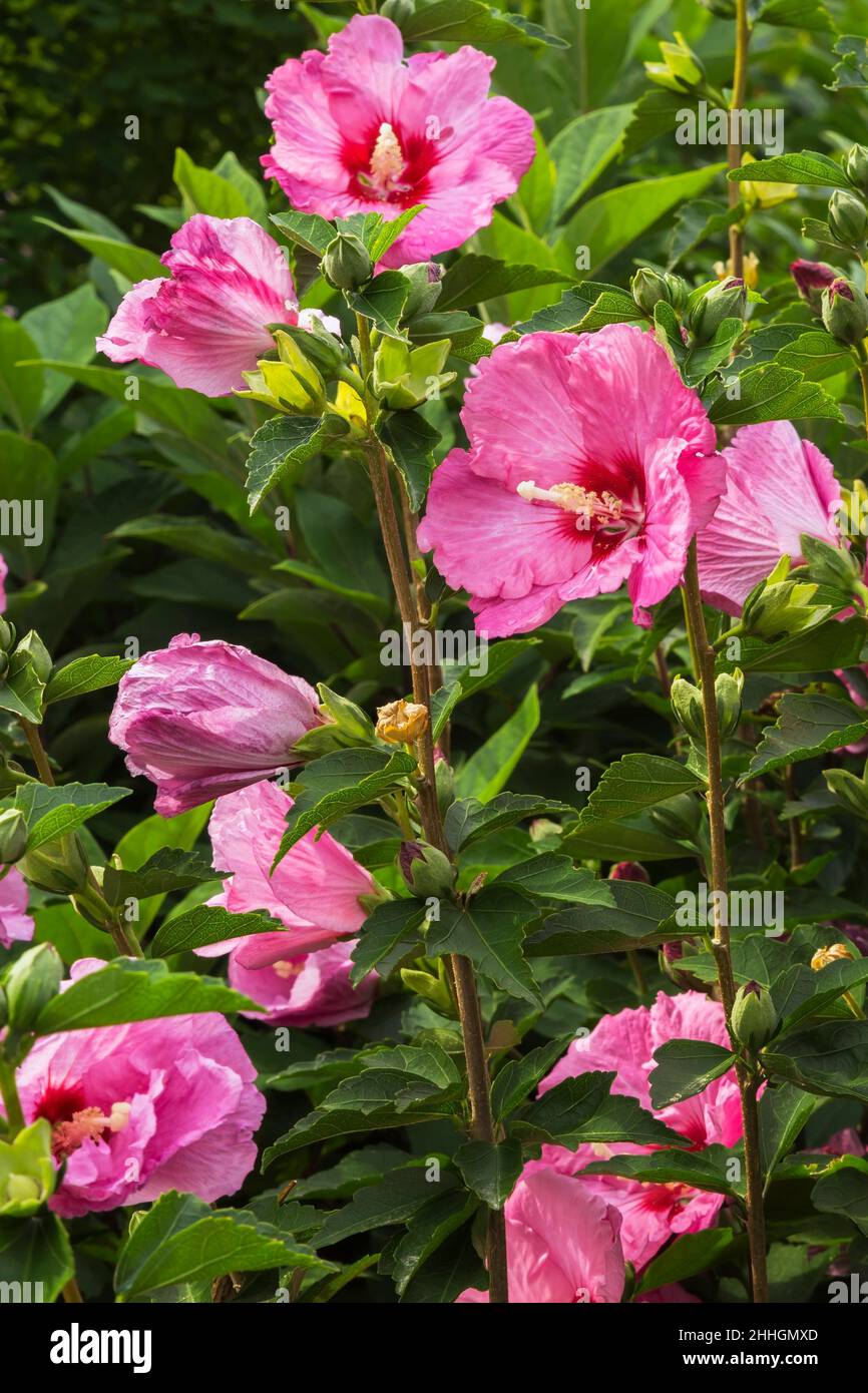 Hibiscus syriacus 'Ruffled Satin' in summer Stock Photo - Alamy