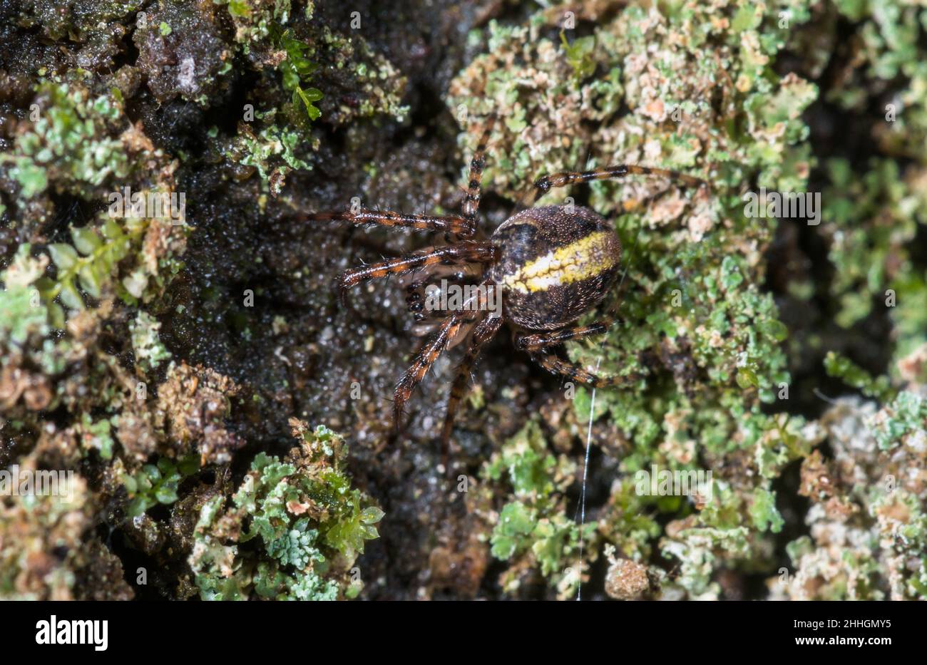 Shaded Orbweaver Spider (Metellina merianae celata) Tetragnathidae ...