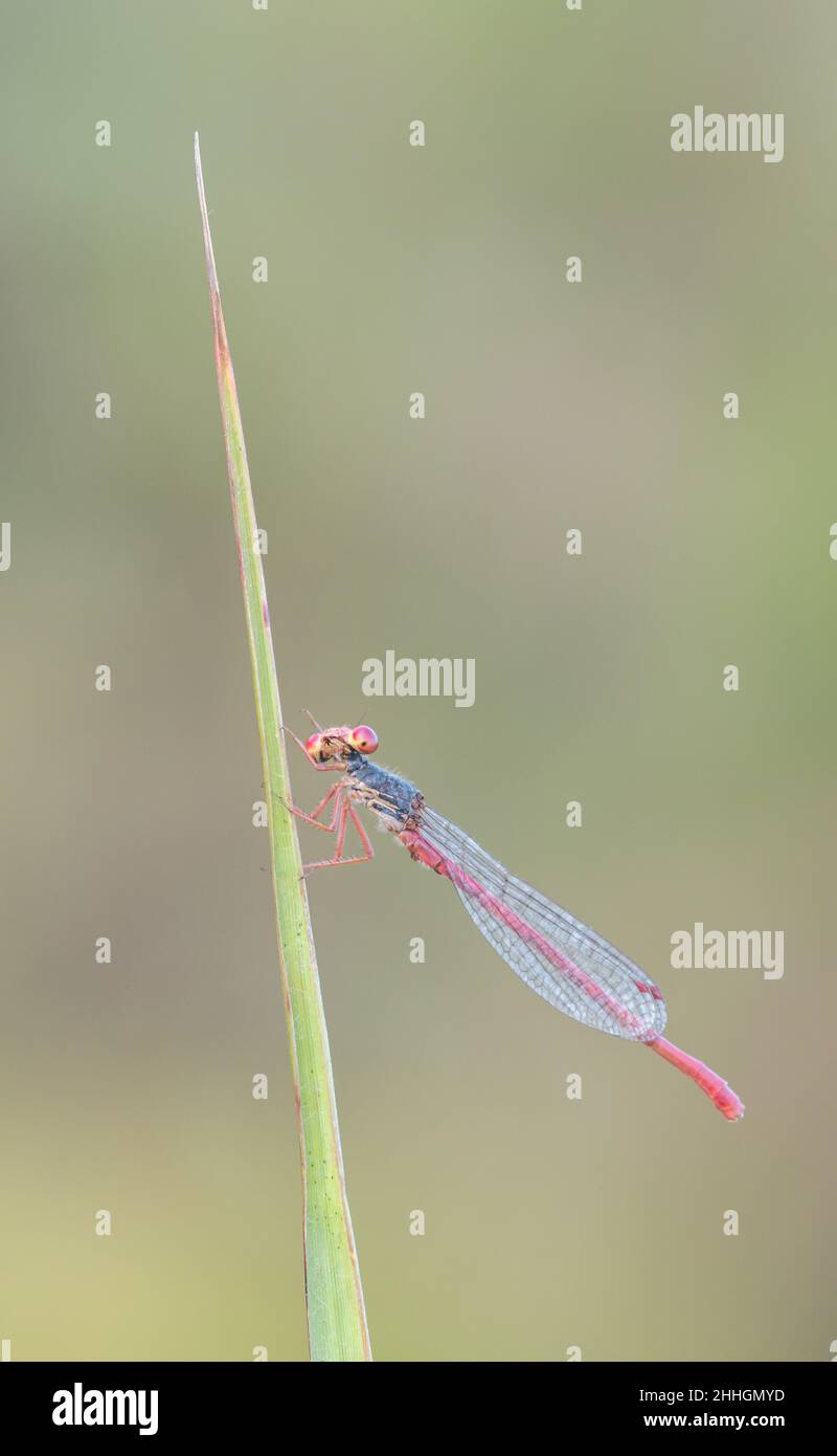 Small Red Damselfly Male (Ceriagrion tenellum), Coenagrionidae. Sussex, UK Stock Photo