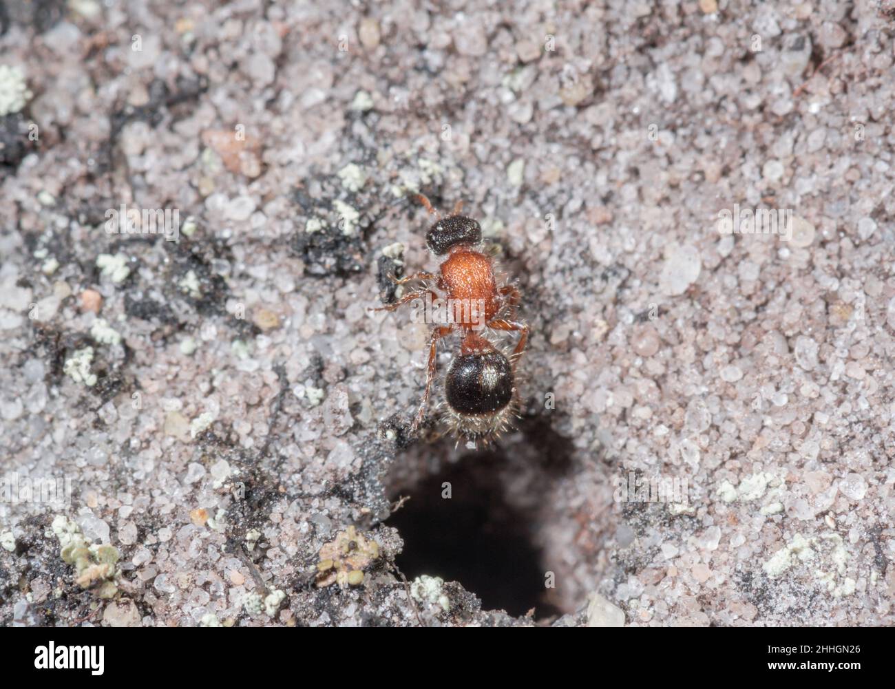 Small Velvet Ant Female (Smicromyrme rufipes), Mutillidae. Sussex, UK Stock Photo