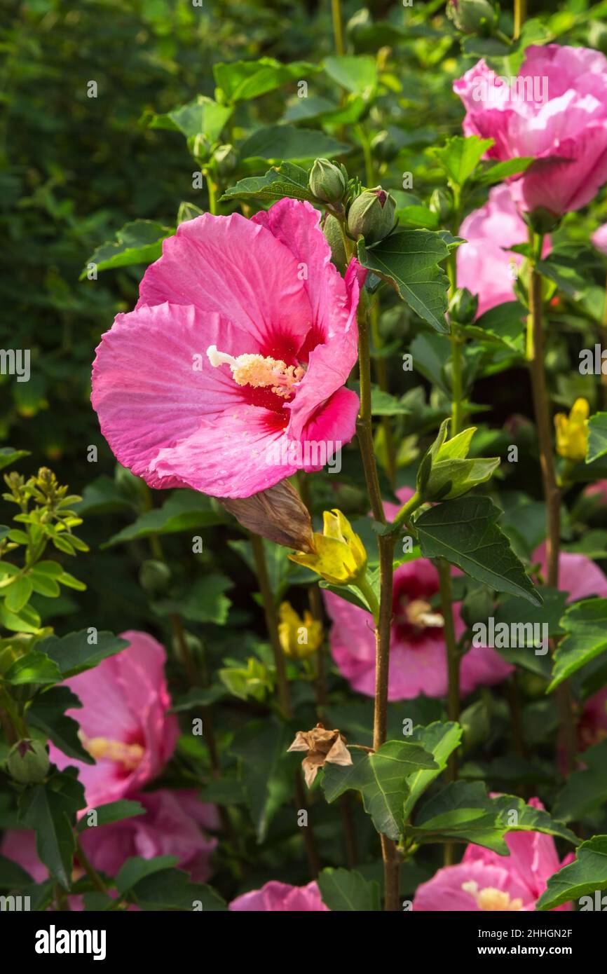 Ruffled hibiscus hi-res stock photography and images - Alamy