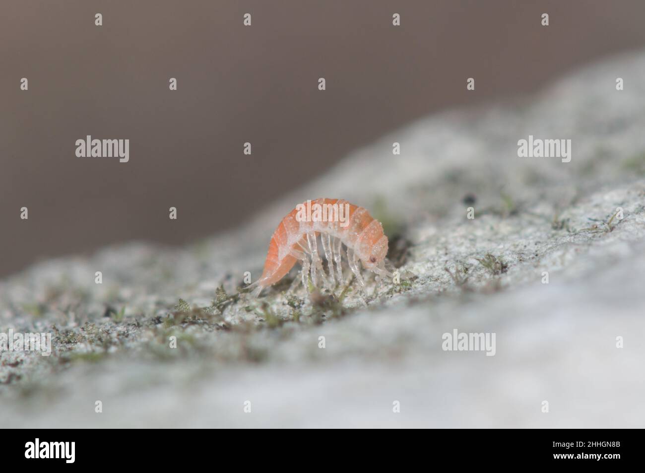 Swiss Red-eye Woodlouse (Trichoniscoides helveticus) Trichoniscidae. Sussex, UK Stock Photo