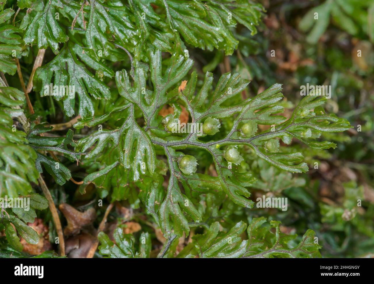 Frond of Tunbridge Filmy Fern (Hymenophyllum tunbrigense), Hymenophyllaceae. Sussex, UK Stock Photo