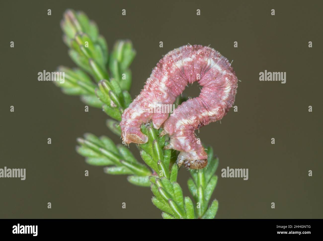 Pink form Wormwood Pug Caterpillar (Eupithecia absinthiata), Geometridae. Sussex, UK Stock Photo