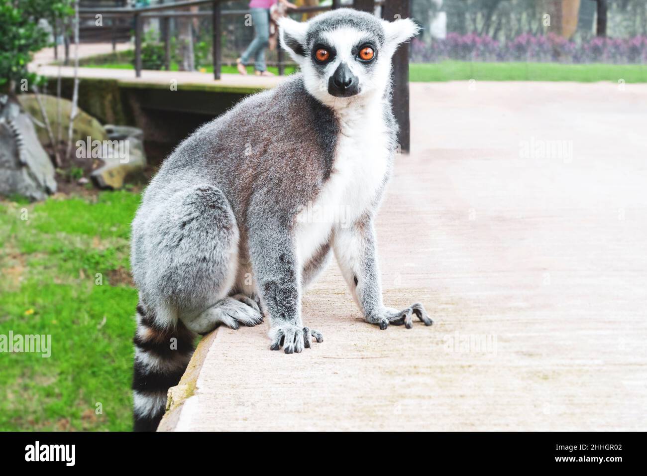 Male lemur catta looking in cam. Guadalajara, Mexico Stock Photo