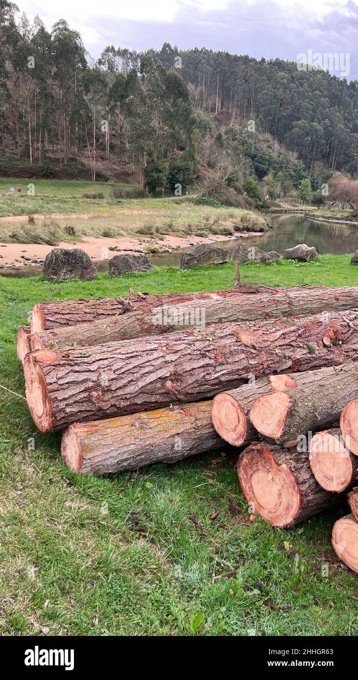 deforestation with cut tree trunks Stock Photo