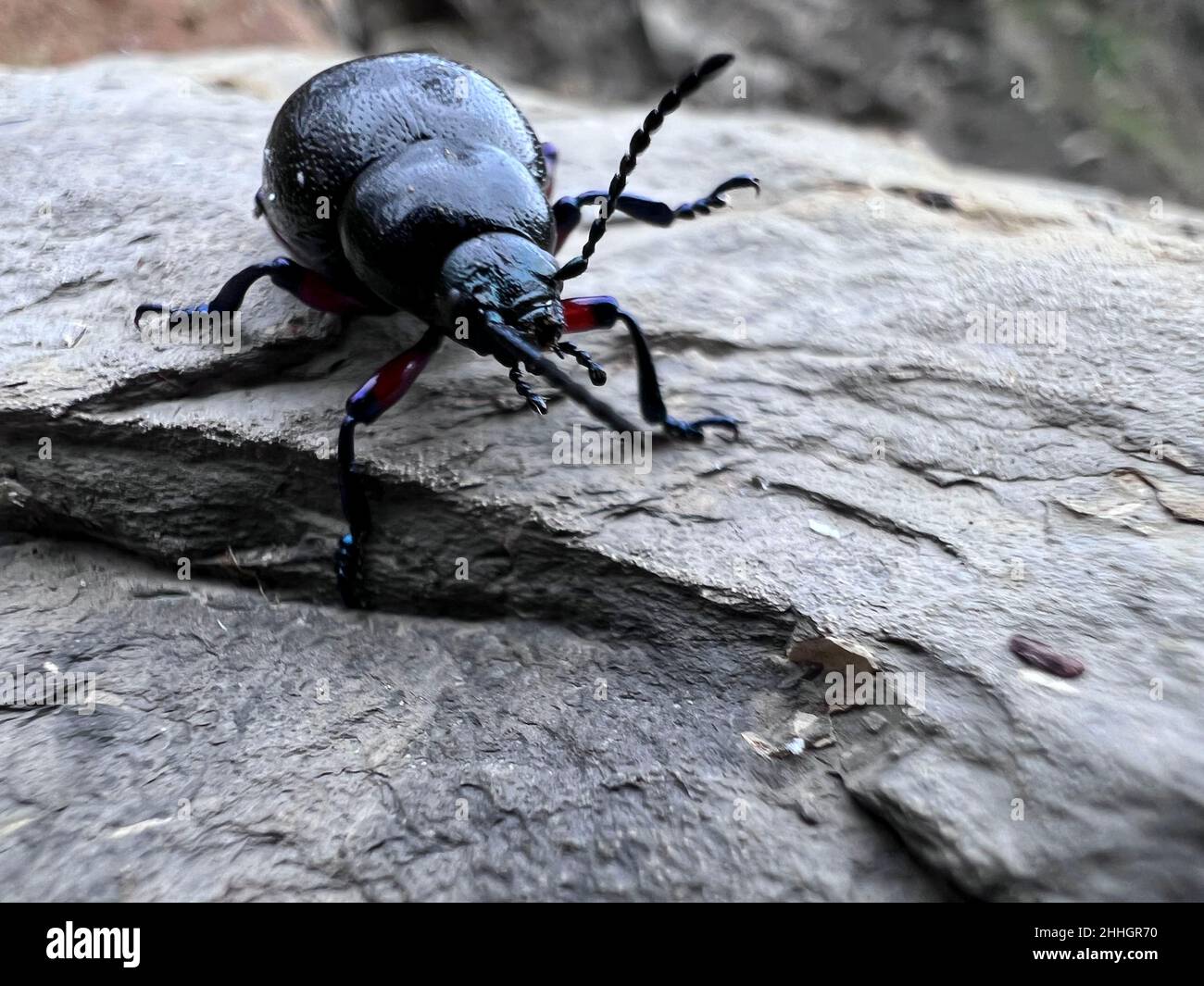beach beetle on a rock Stock Photo