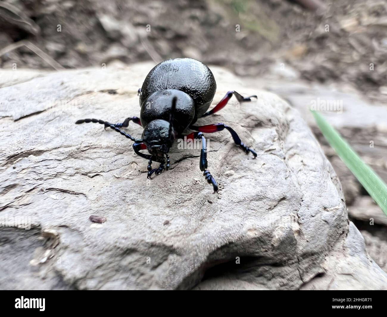 beach beetle on a rock Stock Photo