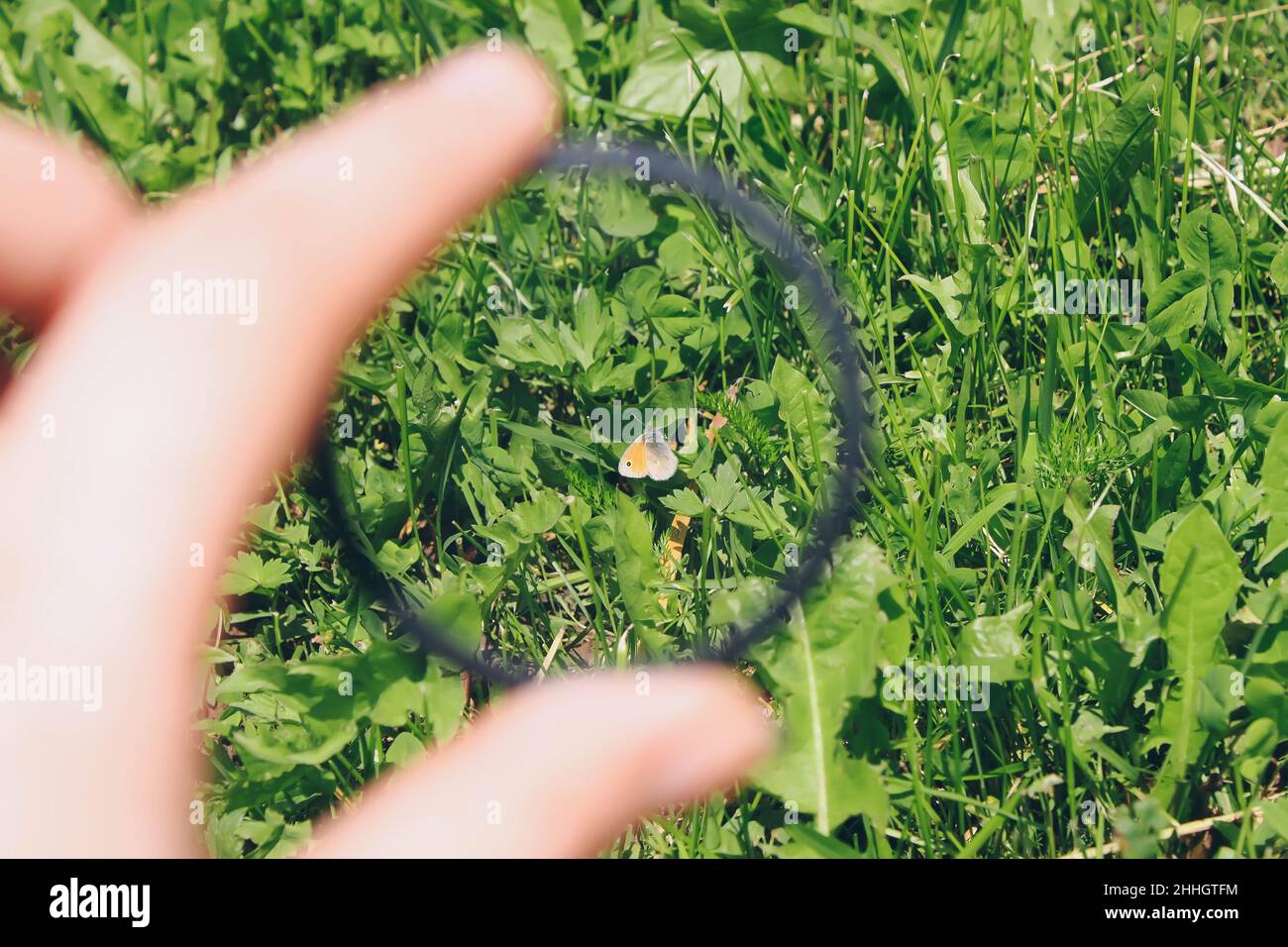 Hand holds a circular polarizer filter on summer landscape background. Stock Photo