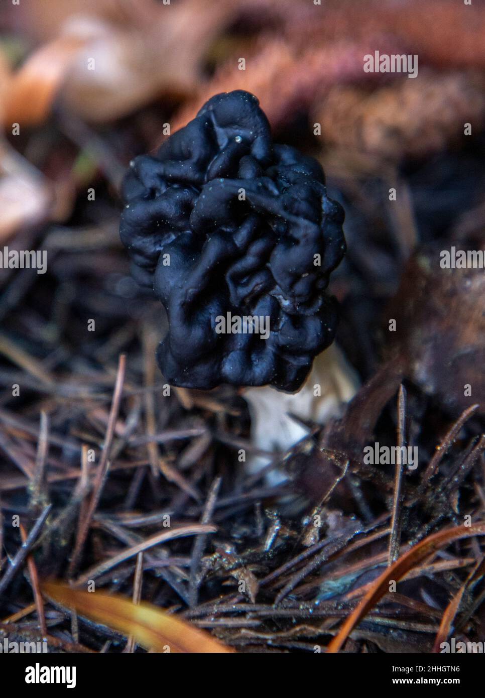 False morel mushroom growing underneath a tree after heavy rains Stock