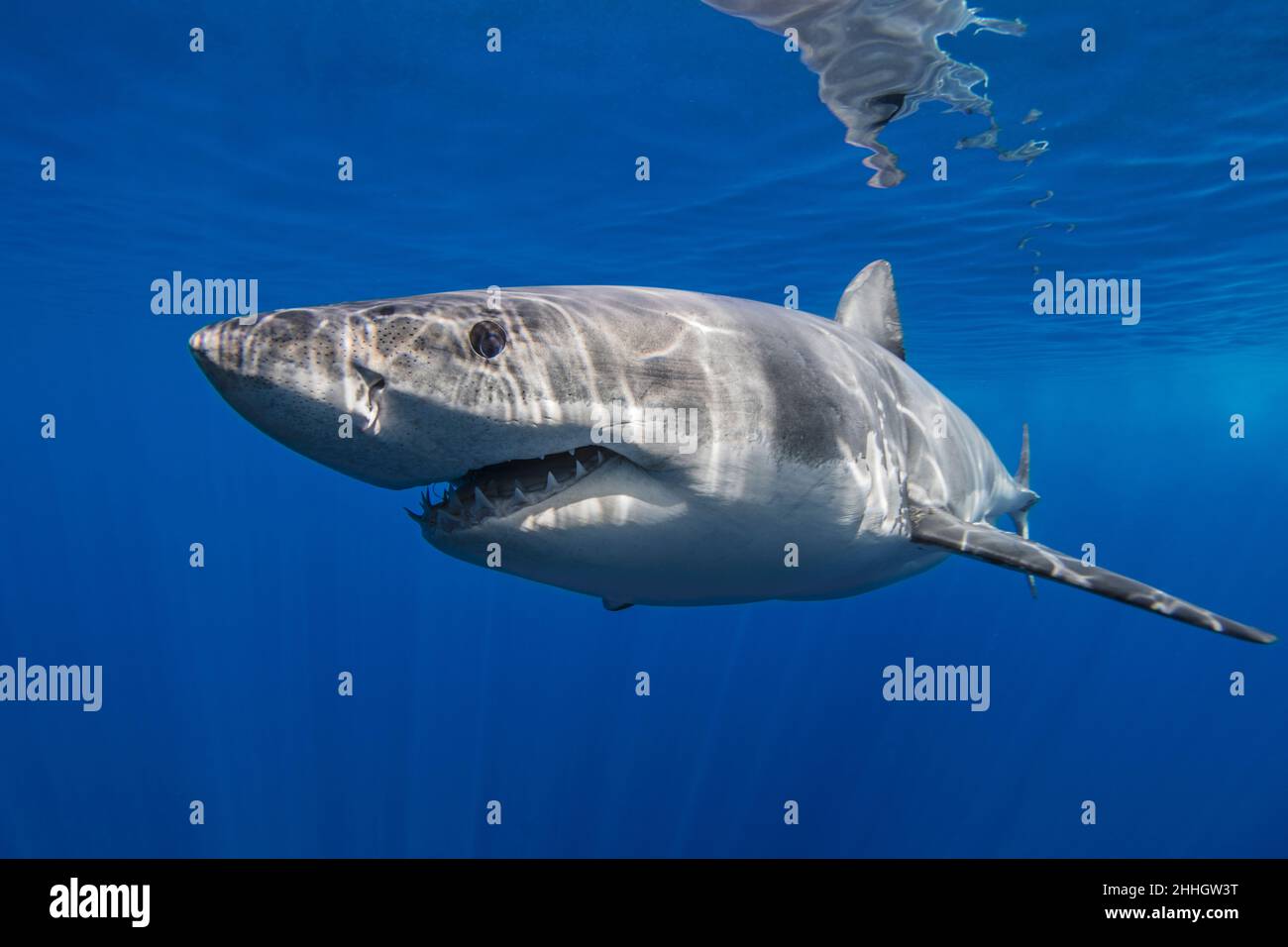 Mexico, Guadalupe, Great white shark underwater Stock Photo