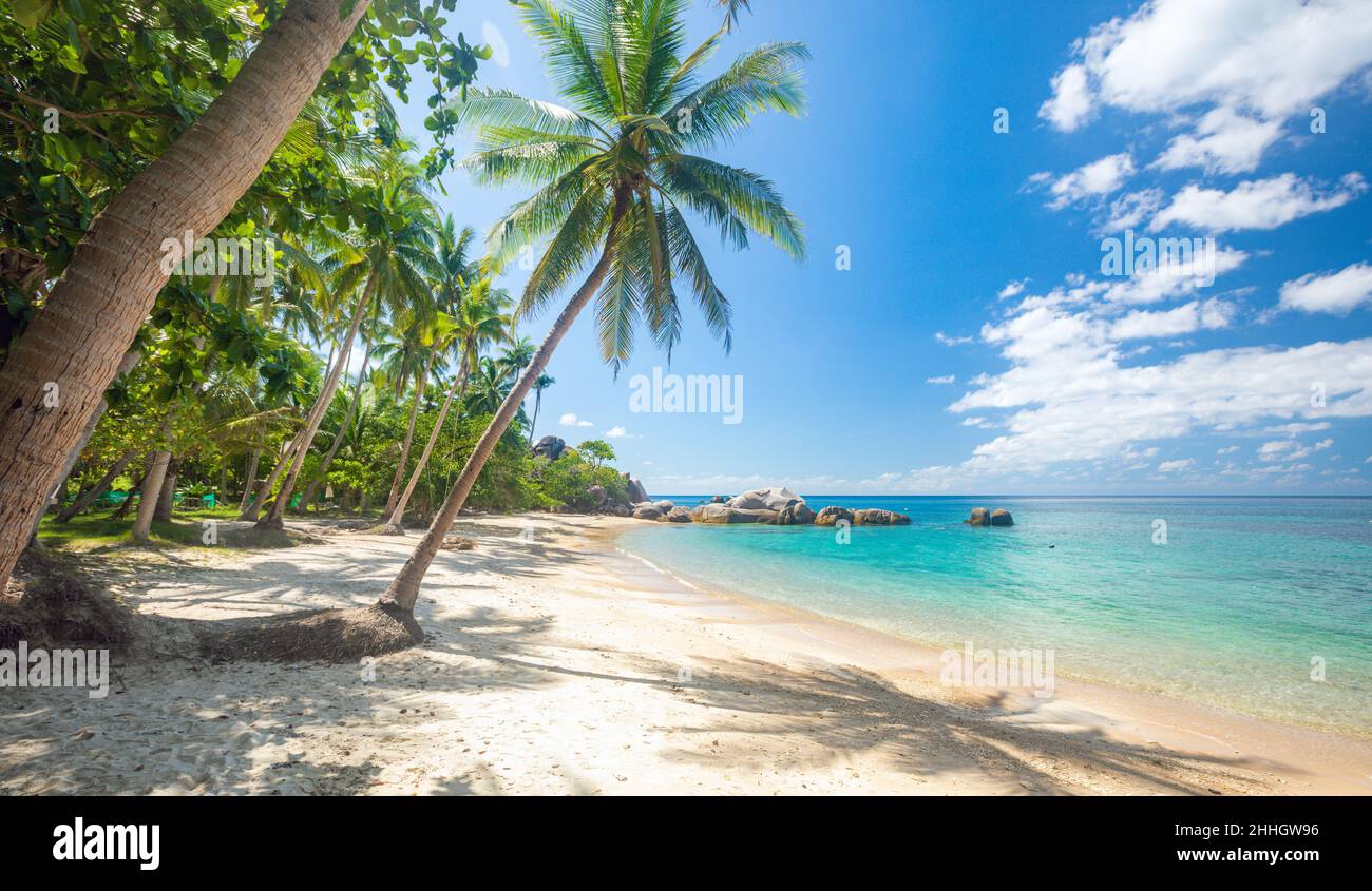 tropical beach with coconut palm tree Stock Photo
