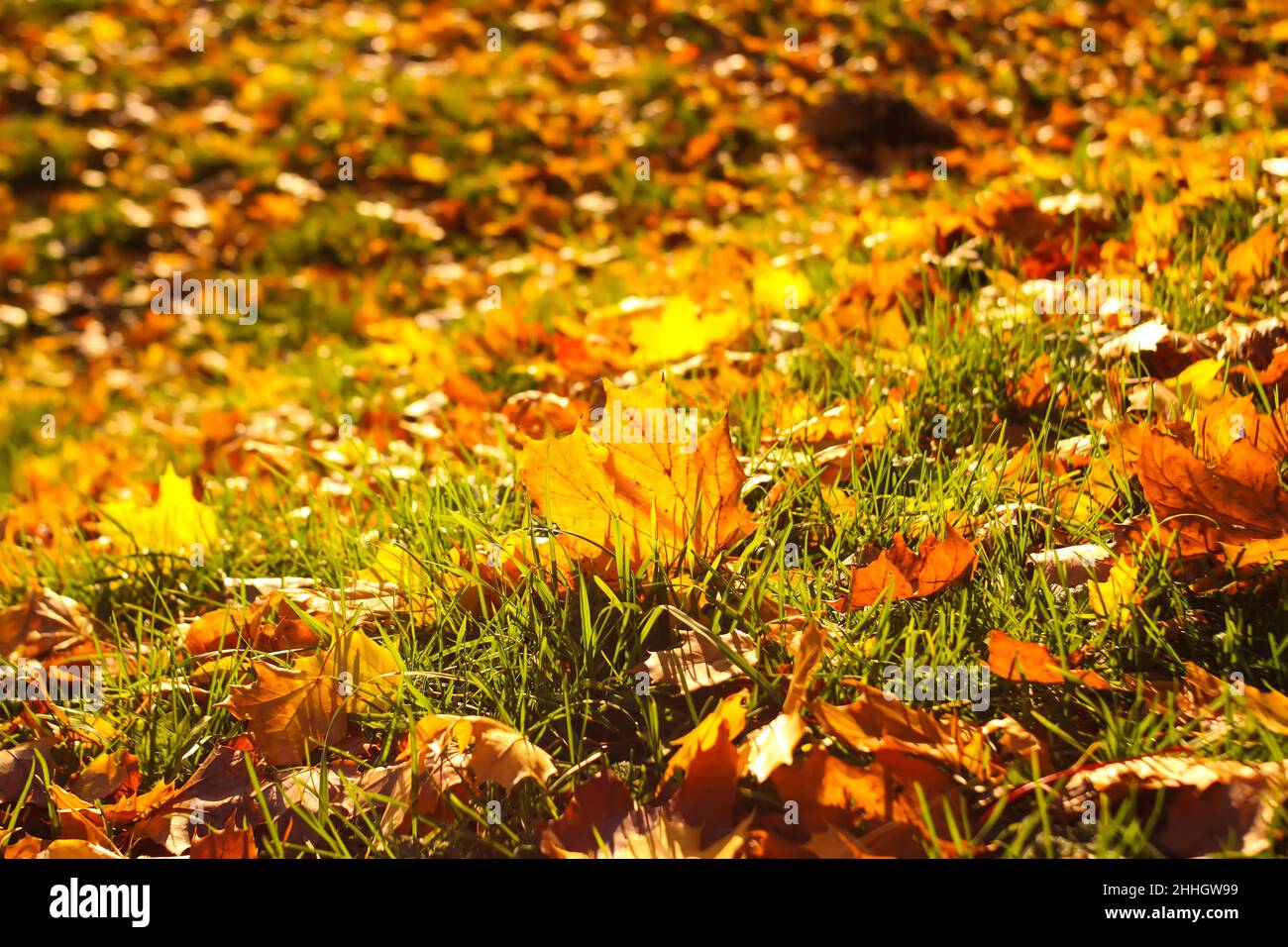 Autumn fall maple red and orange leaves in a park. Stock Photo