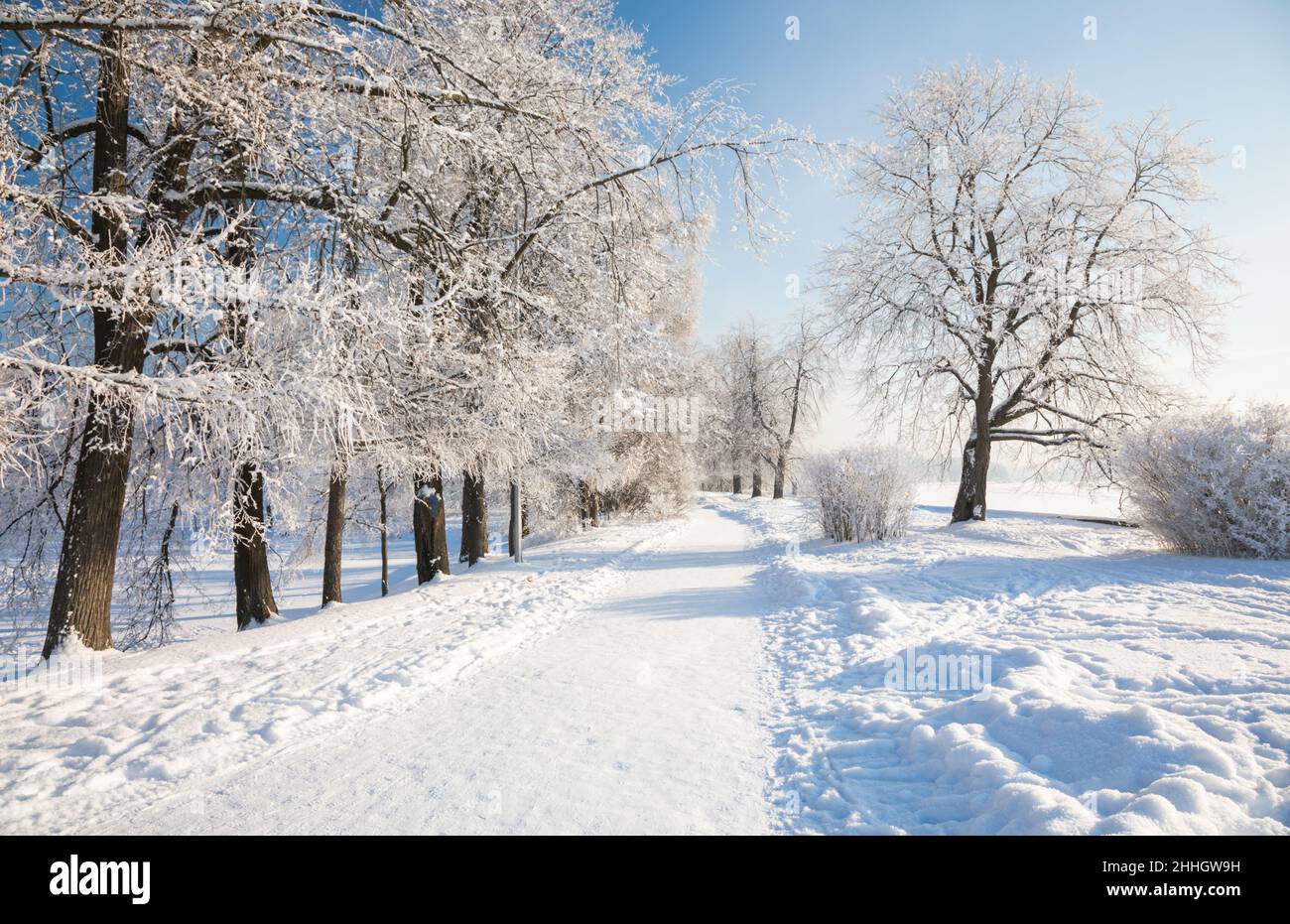 Beautiful winter forest on a sunny day Stock Photo