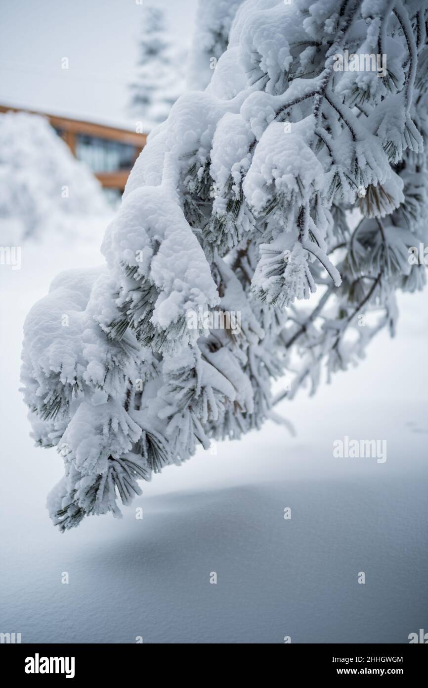 Snow covered pine tree branch hi-res stock photography and images - Alamy