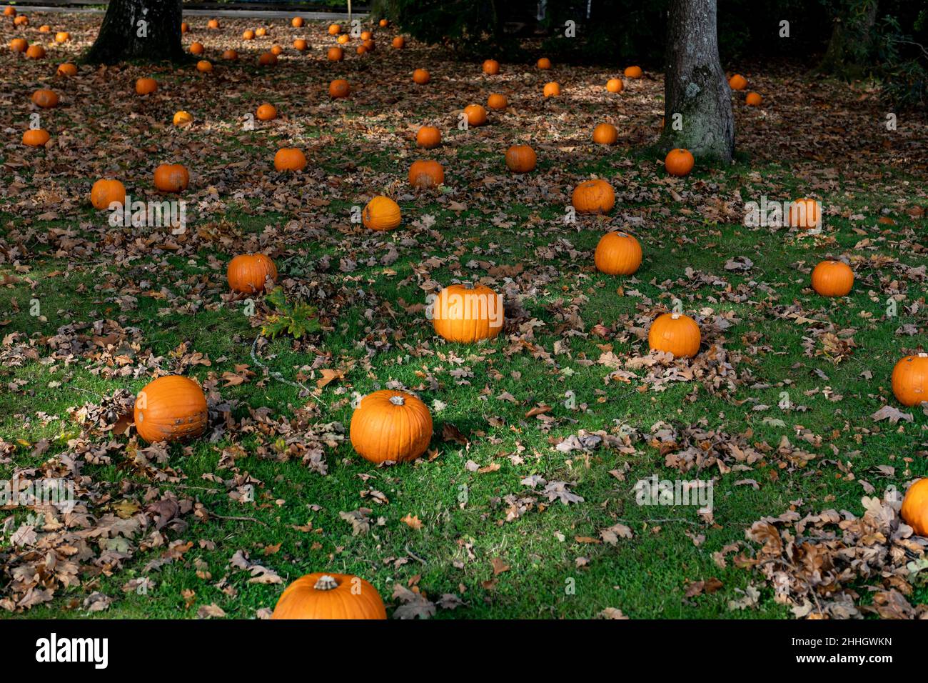 HalloweenÊpumpkin patch Stock Photo