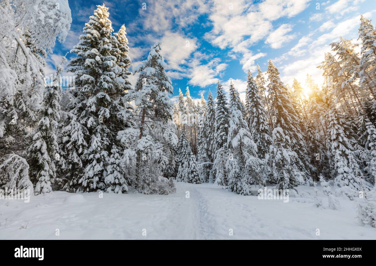 Beautiful winter forest on a sunny day Stock Photo