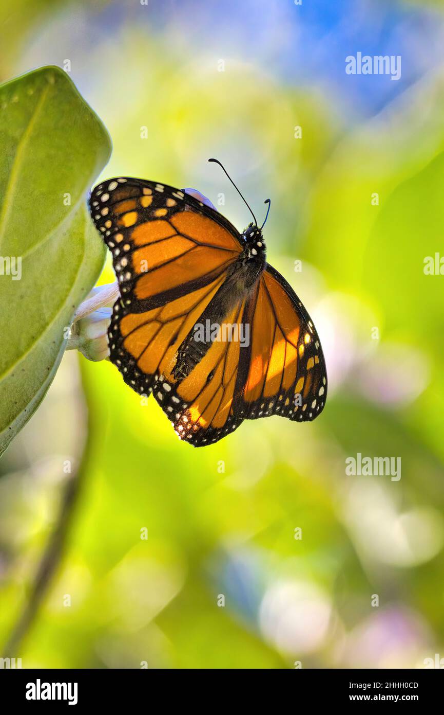 Male monarch butterfly with wings spread wide seen from below. Stock Photo