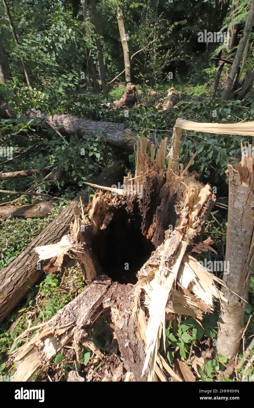 hohler Baumstamm, vom Sturm gefällt; vermutlich wäre er auch über kurz oder lang von selbst umgefallen * hollow stump of a broken tree after a storm Stock Photo