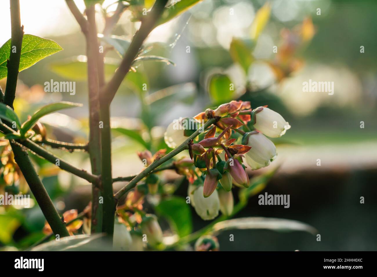 White flowers of blueberry with leaves on branch finish blossoming and