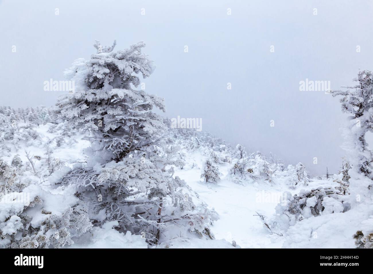 New forest hampshire snow hi-res stock photography and images - Alamy
