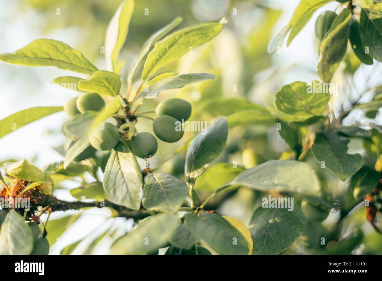 Ripening green plums handing on branch with green leaves of plum tree