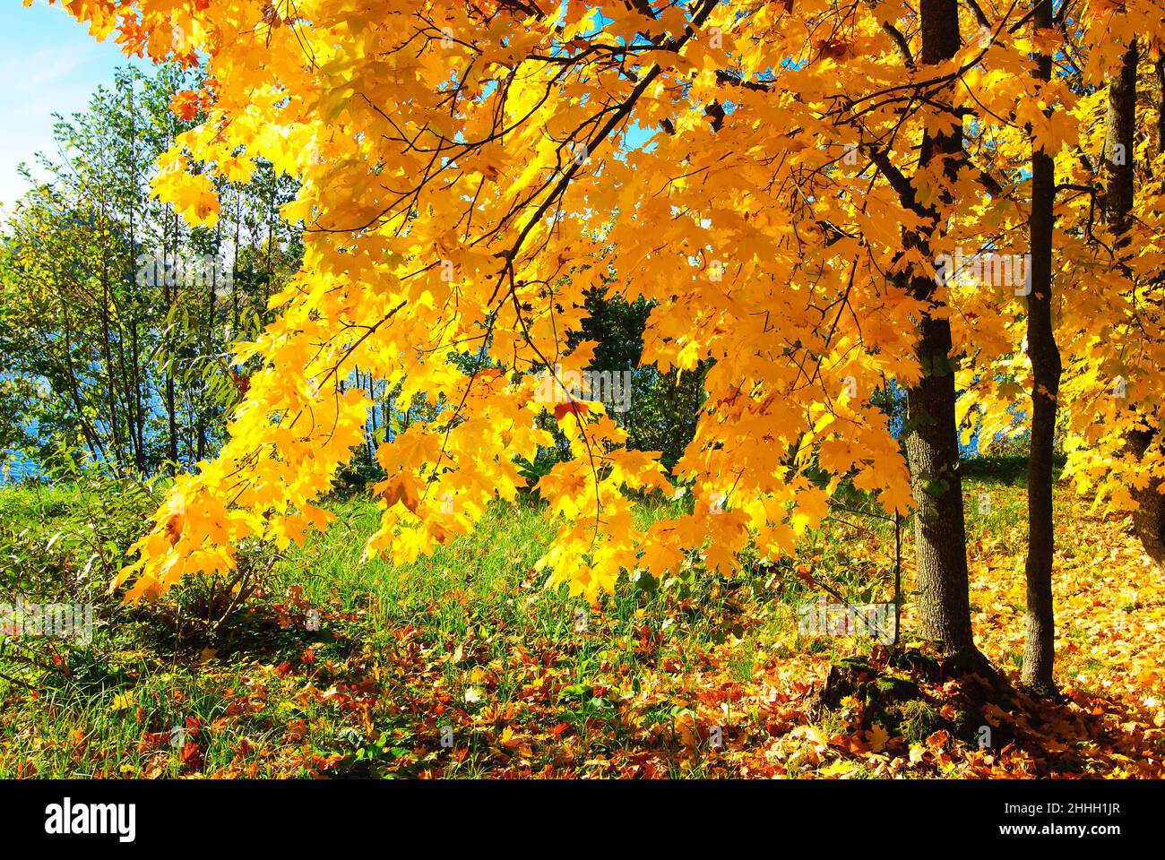 Belarus. The City Of Nesvizh. Maple leaves on the background of the Castle pond Stock Photo