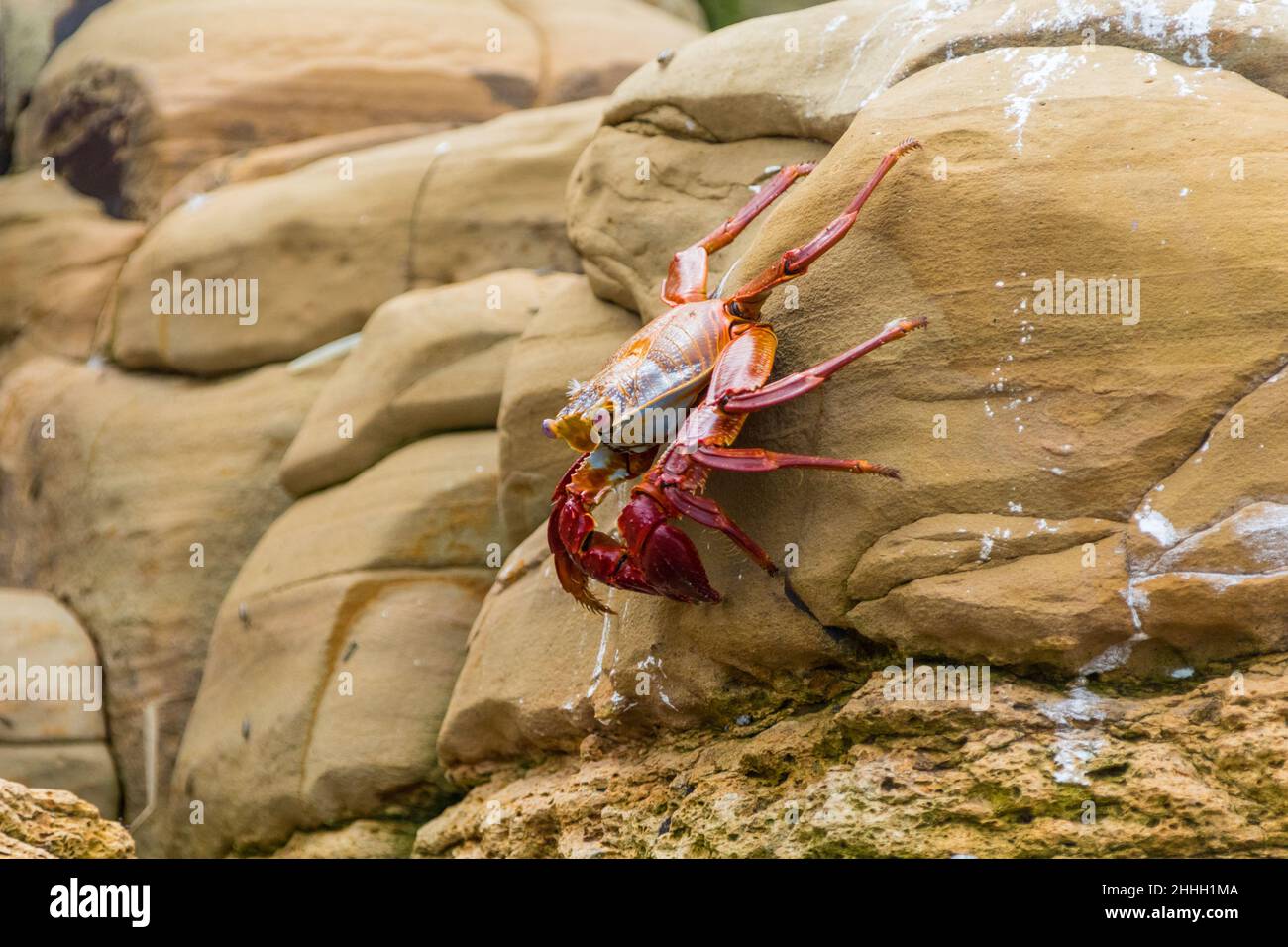Sally Lightfoot Crabs, Grapsus grapsus, crawl along tan rocks along the shore of a Panamanian Island in the Pacific Ocean. Stock Photo
