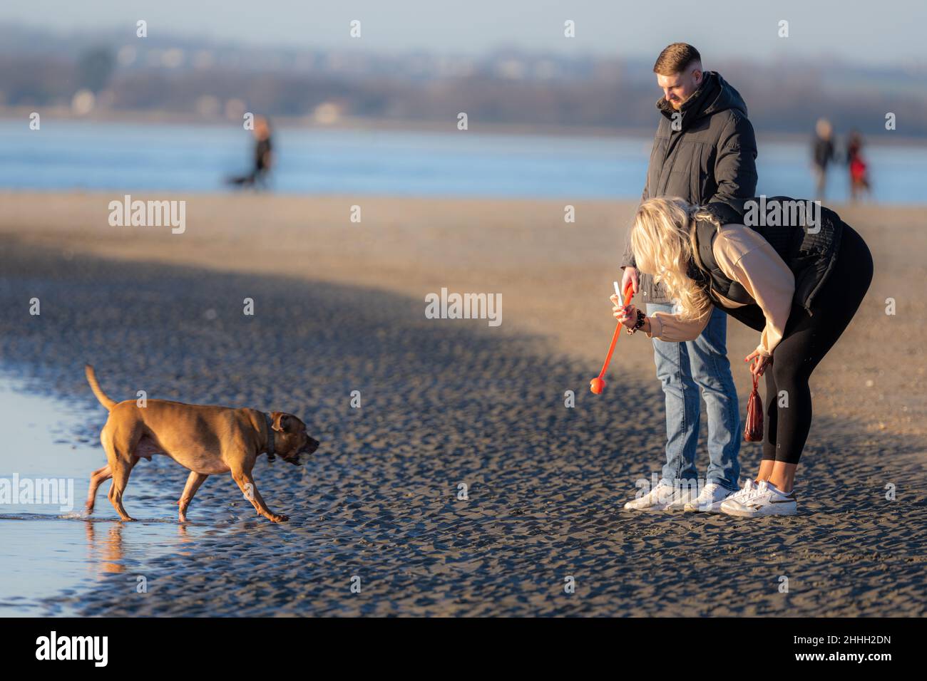 Couple walking a dog with a ball throw and taking its picture with a phone, West Wittering Beach, Chichester, UK Stock Photo
