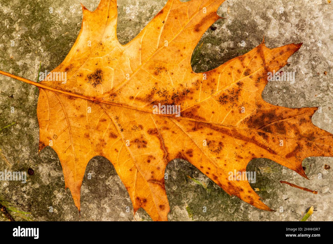 Frozen Leaf on Ice Stock Photo - Alamy
