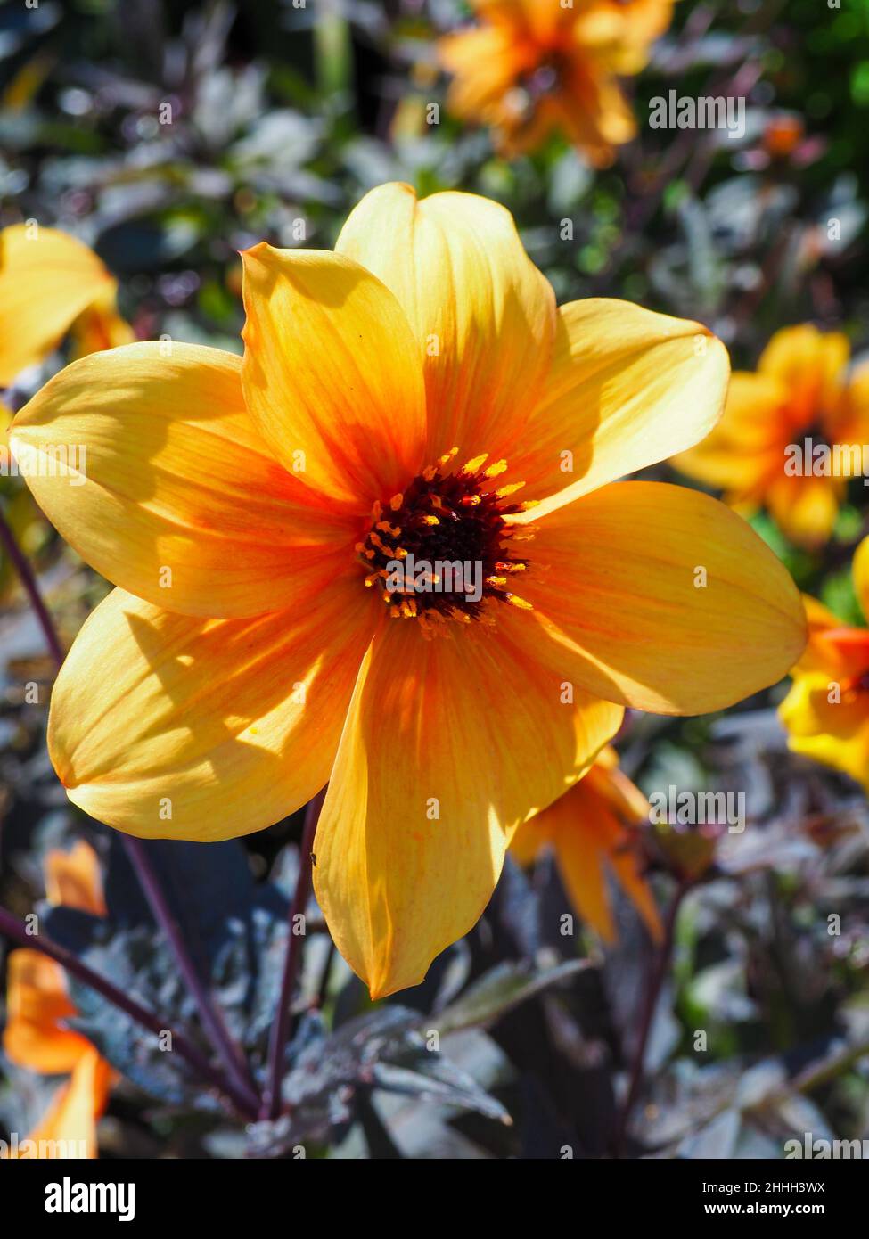 Beautiful Orange Flower in an English Garden. Stock Photo
