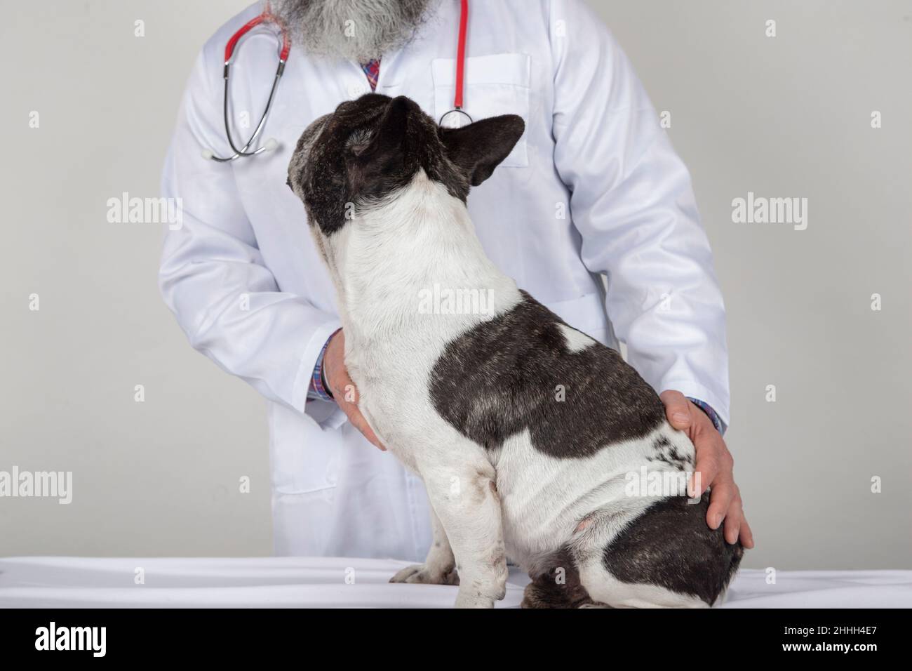 Veterinarian examining a dog on a white background Stock Photo
