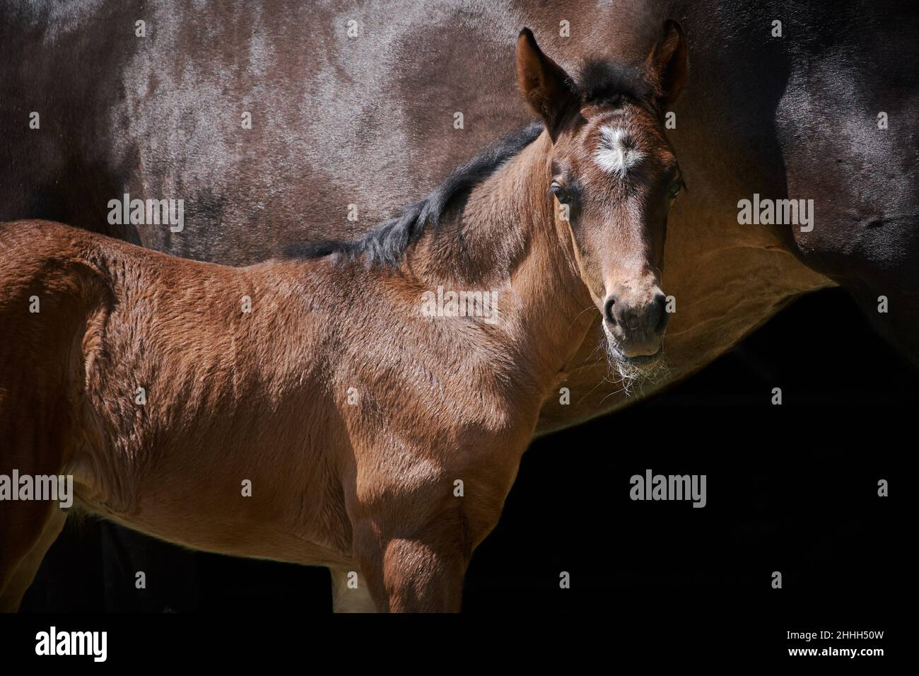 Close-up side view of a newborn brown foal with horse mother isolated on black background. Stock Photo