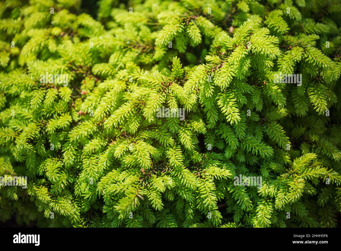 Dwarf ornamental spruce variety Nidiformis (Picea abies, Norway spruce or European spruce). Branches with needles close-up. Natural background Stock Photo