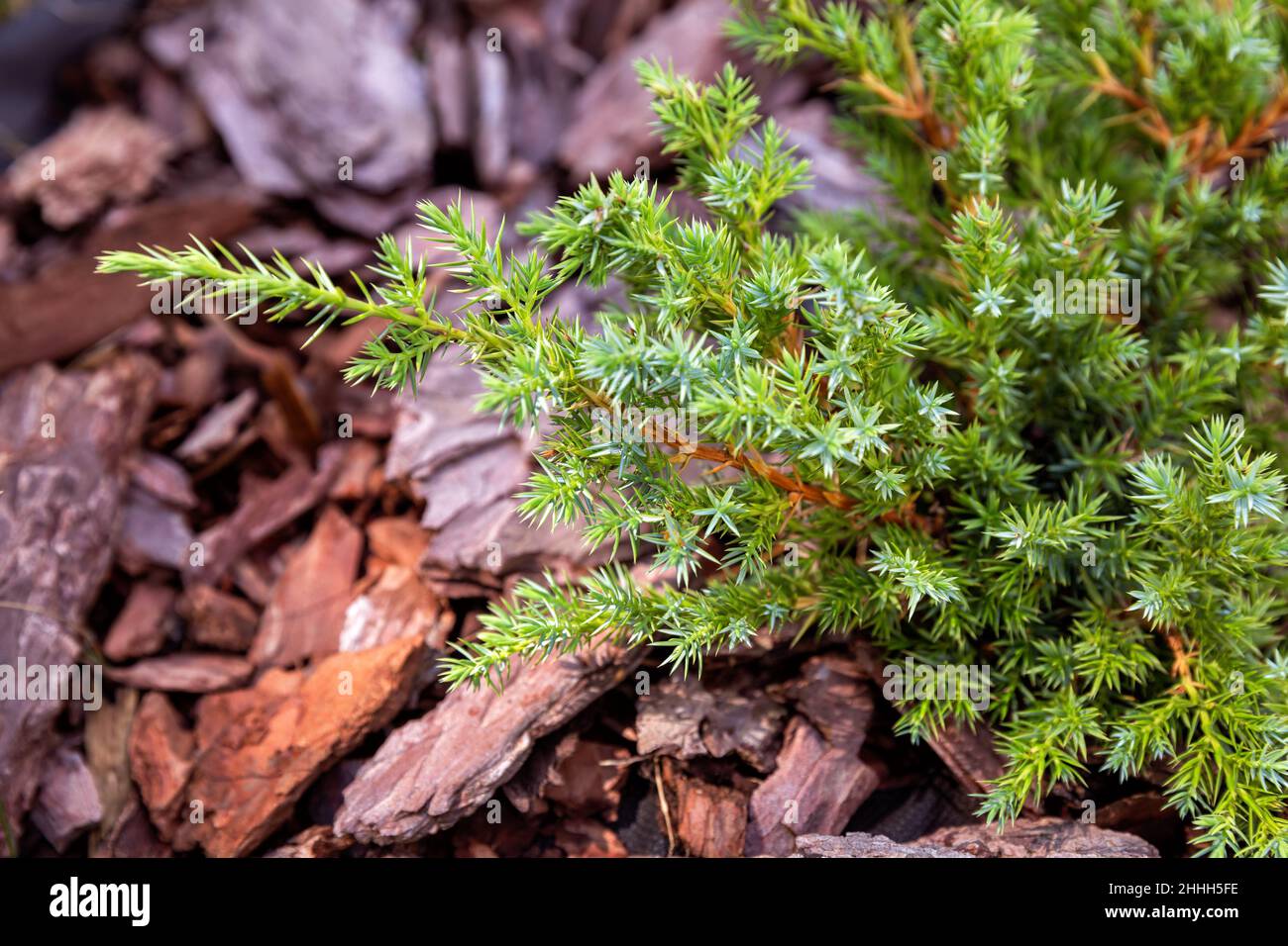 Branches of a young plant Juniperus squamata on a background of pine bark mulch Stock Photo