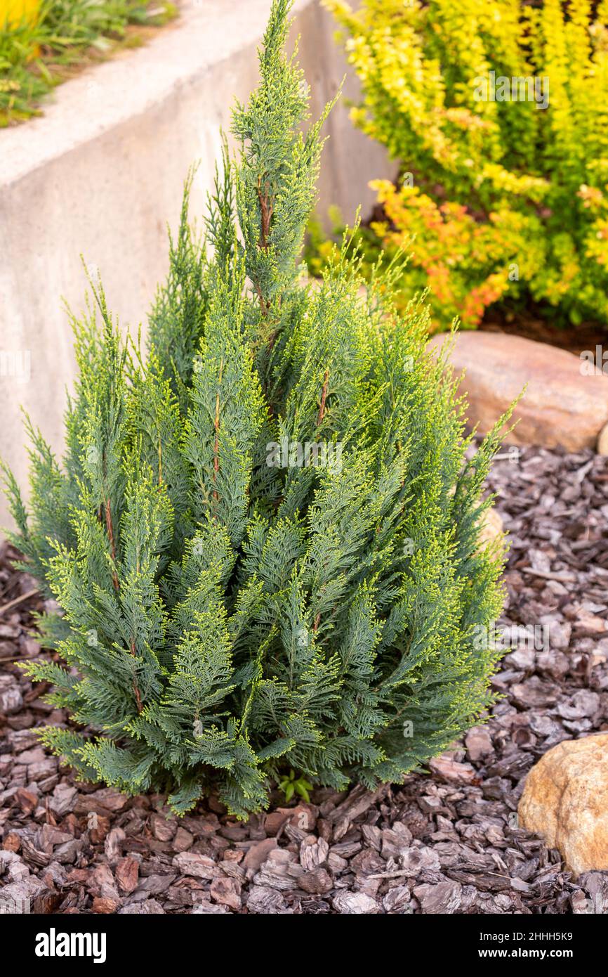 Young Chamaecyparis lawsoniana plant of Ellwoodii variety with mulch pine bark in landscaping Stock Photo