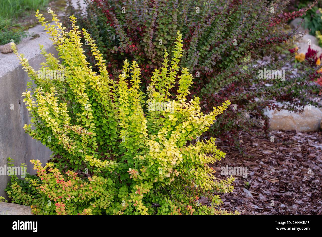 Bushes of Japanese barberry or Berberis thunbergii of different varieties in landscaping. Variety Maria with golden yellow leaves and variety Helmond Stock Photo