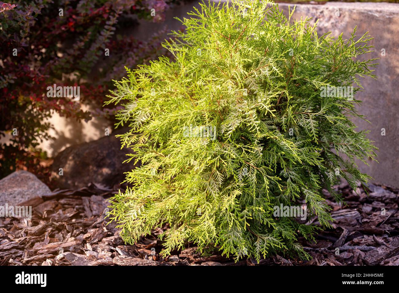 Young Thuja occidentalis plant of the Globosa Aurea variety with mulch pine bark. Low-growing ornamental thujas are widely used in landscaping Stock Photo