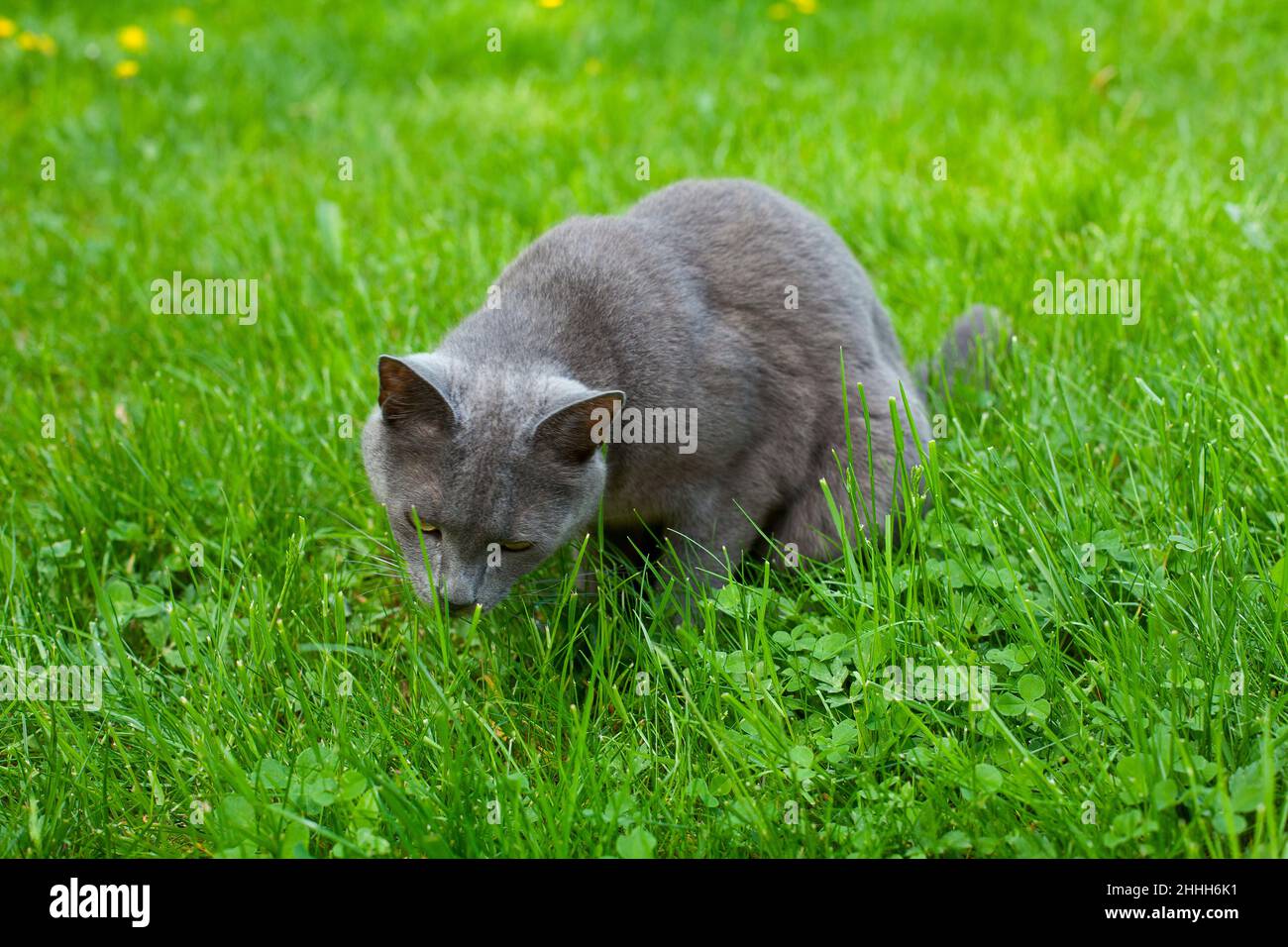 cat is eating grass in garden Stock Photo Alamy