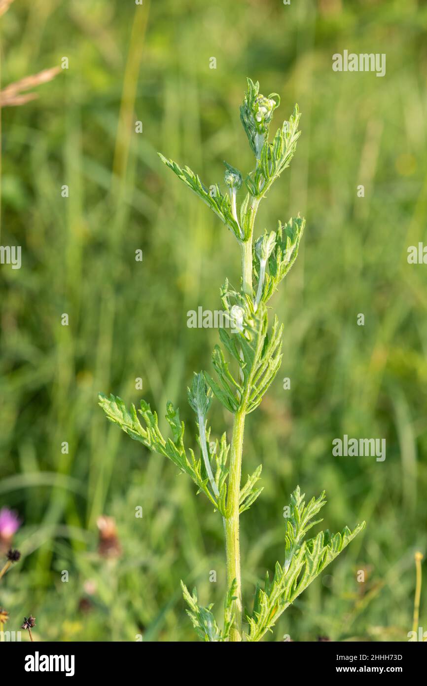 Close up of a common ragwort (jacobea vulgaris) plant before it flowers ...