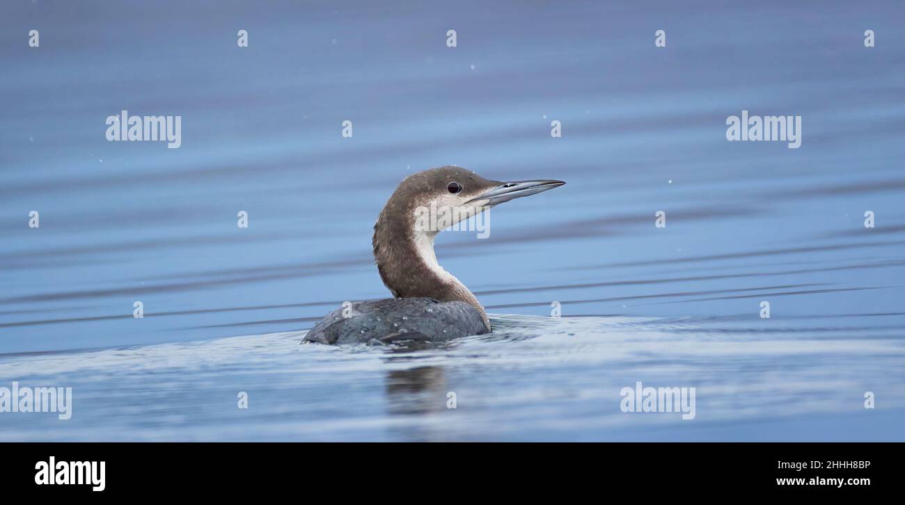 Gavia arctica floats on the water in search of food, the best photo. Stock Photo